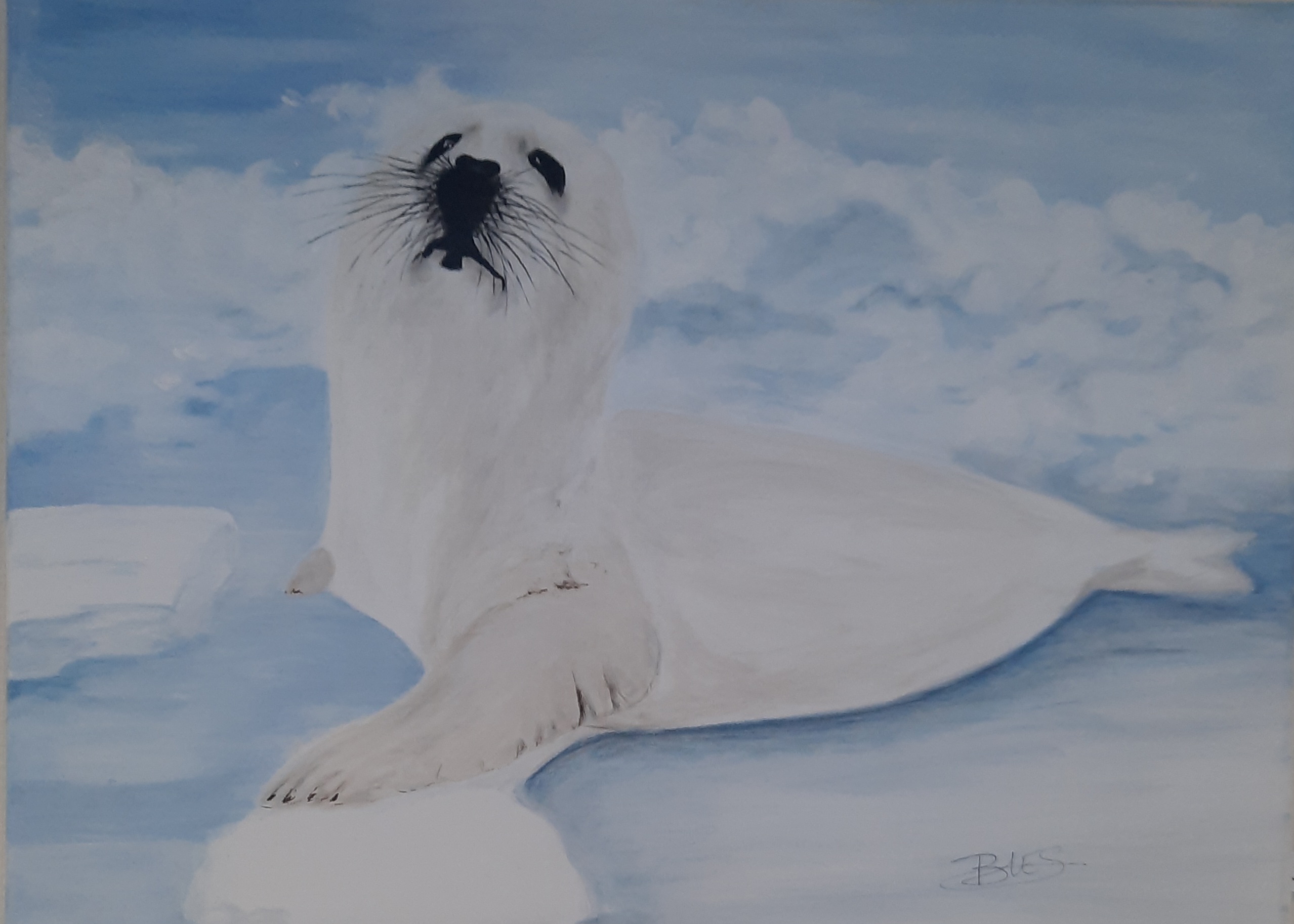 Le%20b%C3%A9b%C3%A9%20phoque